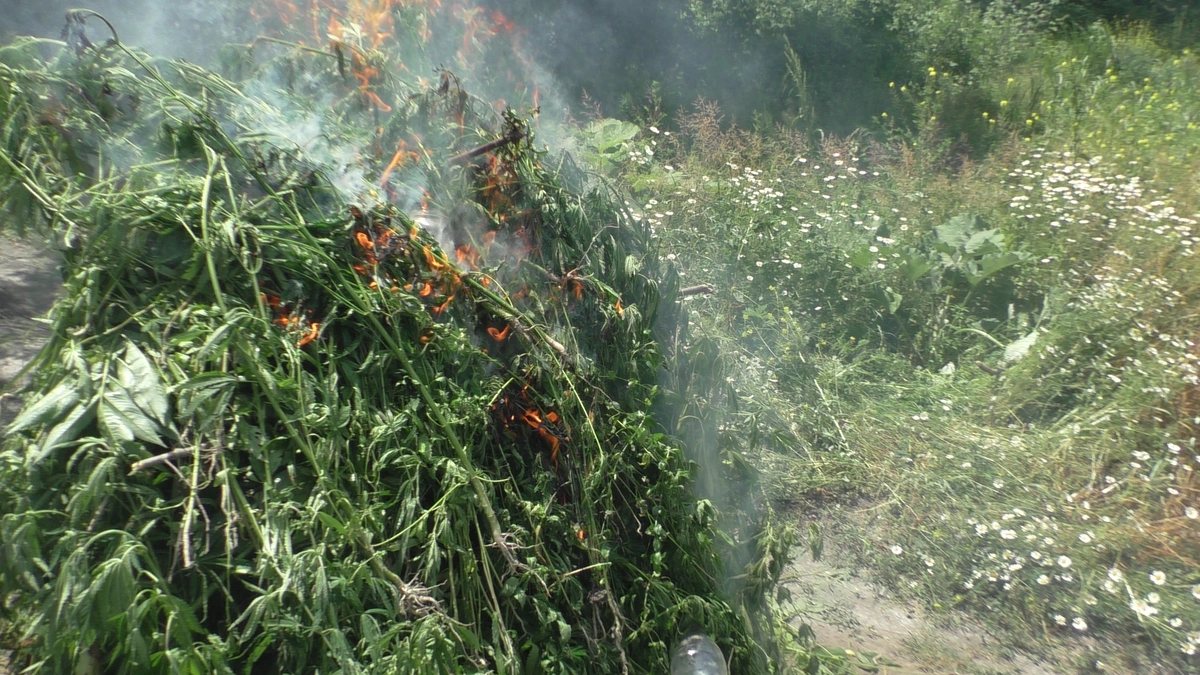 Zaqatalada 2,6 ton çətənə kolu məhv edildi - FOTO